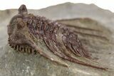 Red Leonaspis Trilobites - Hmar Laghdad, Morocco #329730-3